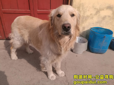 临汾邓庄镇小王村丢失金毛犬，它是一只非常可爱的宠物狗狗，希望它早日回家，不要变成流浪狗。