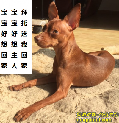 武汉寻找小鹿犬启示录，它是一只非常可爱的宠物狗狗，希望它早日回家，不要变成流浪狗。