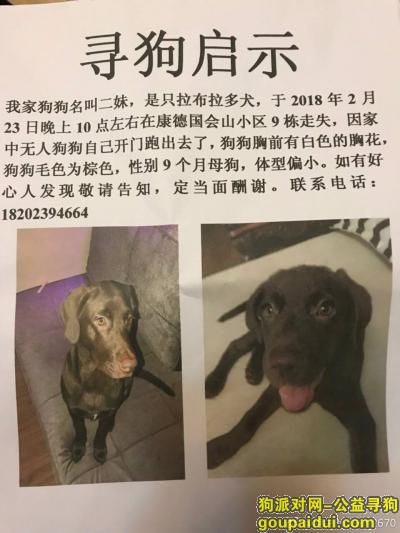 【重庆找狗】，重庆南岸区寻狗启示拉布拉多，它是一只非常可爱的宠物狗狗，希望它早日回家，不要变成流浪狗。
