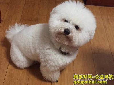 徐州市睢宁县徐沙河酬谢五千元寻找比熊，它是一只非常可爱的宠物狗狗，希望它早日回家，不要变成流浪狗。