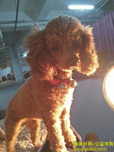 成都锦江区寻泰迪，狗狗咖啡色2岁，它是一只非常可爱的宠物狗狗，希望它早日回家，不要变成流浪狗。