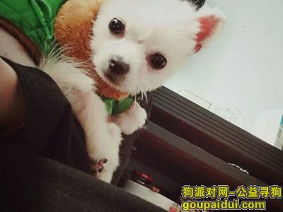 重庆渝北区重金寻找丢失博美，它是一只非常可爱的宠物狗狗，希望它早日回家，不要变成流浪狗。