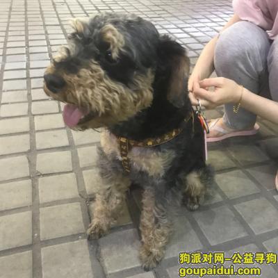【广州捡到狗】，寻雪纳瑞狗主子（广州龙归），它是一只非常可爱的宠物狗狗，希望它早日回家，不要变成流浪狗。