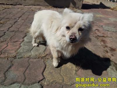 大连寻狗主人，捡到白色长毛狗狗 可能是京巴，它是一只非常可爱的宠物狗狗，希望它早日回家，不要变成流浪狗。