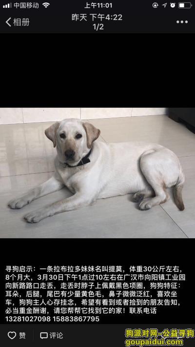 德阳寻狗启示，广汉市向阳镇工业园向新路酬谢三千元寻找拉布拉多，它是一只非常可爱的宠物狗狗，希望它早日回家，不要变成流浪狗。