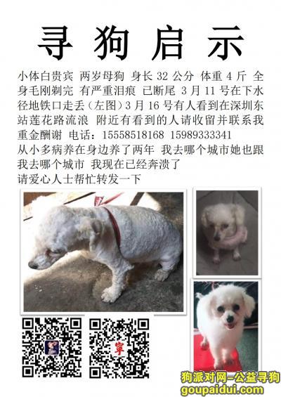 深圳布吉下水径地铁C口附近不见，它是一只非常可爱的宠物狗狗，希望它早日回家，不要变成流浪狗。