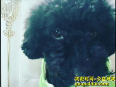 【北京找狗】，帮忙寻找我家的小宝贝，它是一只非常可爱的宠物狗狗，希望它早日回家，不要变成流浪狗。