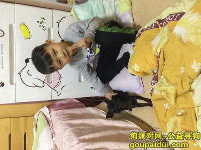 【上海找狗】，2000元寻找爱犬铁蛋，它是一只非常可爱的宠物狗狗，希望它早日回家，不要变成流浪狗。