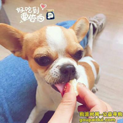 【临沂找狗】，临沂平邑县中庄子镇丢失吉娃娃，它是一只非常可爱的宠物狗狗，希望它早日回家，不要变成流浪狗。