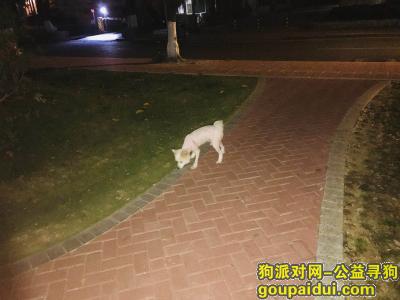 【广州找狗】，广州芳村桥东小区附近寻白色银狐狗狗，它是一只非常可爱的宠物狗狗，希望它早日回家，不要变成流浪狗。