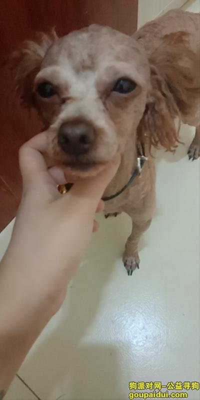 【成都找狗】，2018.4.5凌晨两点半温江大湾区丢爱犬泰迪弟弟，它是一只非常可爱的宠物狗狗，希望它早日回家，不要变成流浪狗。