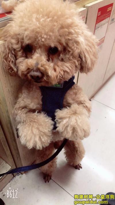 【上海找狗】，1000元寻找棕色泰迪，它是一只非常可爱的宠物狗狗，希望它早日回家，不要变成流浪狗。
