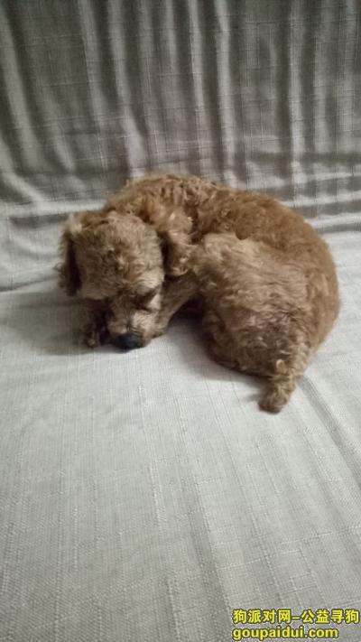 【深圳捡到狗】，寻一只泰迪狗名叫乐乐，他走丢了，它是一只非常可爱的宠物狗狗，希望它早日回家，不要变成流浪狗。