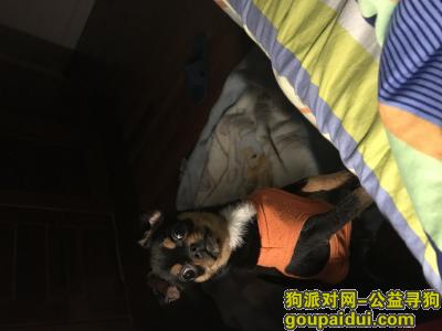 在上海闸北彭浦走失爱犬，它是一只非常可爱的宠物狗狗，希望它早日回家，不要变成流浪狗。