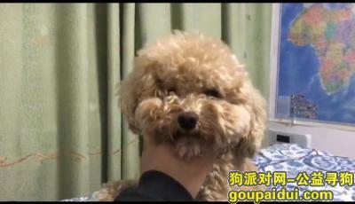 北京西城和海淀交界处铁狮子酬谢三千元寻找泰迪，它是一只非常可爱的宠物狗狗，希望它早日回家，不要变成流浪狗。