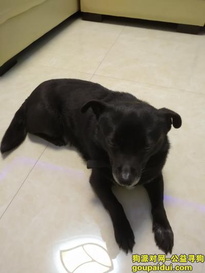 大渡口捡到小黑狗一只，它是一只非常可爱的宠物狗狗，希望它早日回家，不要变成流浪狗。
