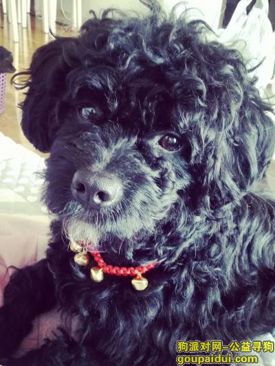 【成都找狗】，2018.4.5丢失黑色小卷狗狗，金牛天回镇碧桂园附近，它是一只非常可爱的宠物狗狗，希望它早日回家，不要变成流浪狗。