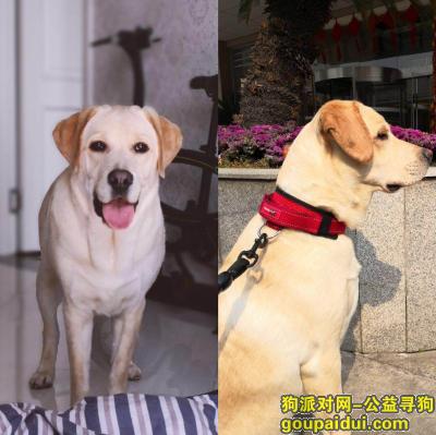 武汉洪山区楚康路酬谢三千元寻找拉布拉多，它是一只非常可爱的宠物狗狗，希望它早日回家，不要变成流浪狗。
