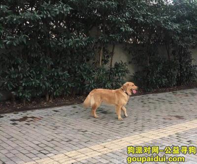 【上海找狗】，上海市浦东新区祝桥镇寻找一条金毛。名字叫小咖，脖圈上有名字和电话，它是一只非常可爱的宠物狗狗，希望它早日回家，不要变成流浪狗。