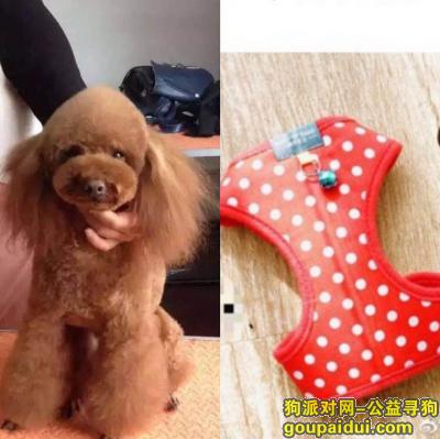 【上海找狗】，上海浦东上南路永泰路酬谢五千元寻找棕色泰迪，它是一只非常可爱的宠物狗狗，希望它早日回家，不要变成流浪狗。