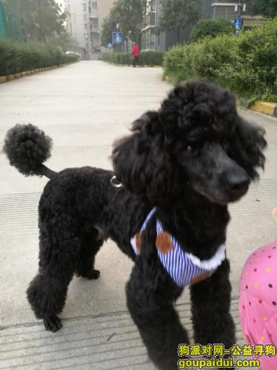 【西安找狗】，寻找黑色中型贵宾名叫丹尼尔，重谢！，它是一只非常可爱的宠物狗狗，希望它早日回家，不要变成流浪狗。