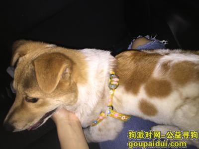 【广州找狗】，本人由于2018年四月五号在广州番禺区穗石村丢失一只狗，它是一只非常可爱的宠物狗狗，希望它早日回家，不要变成流浪狗。