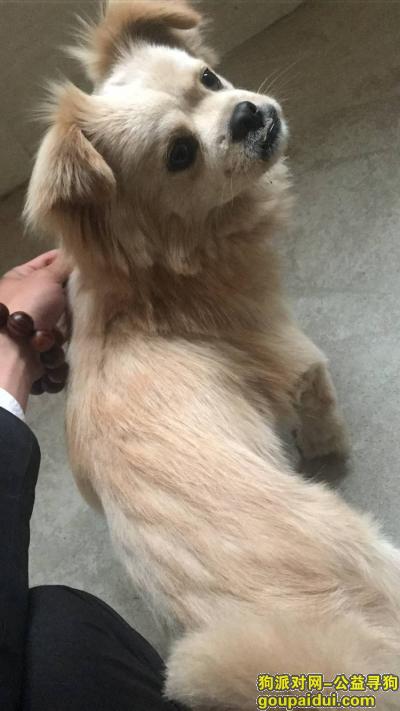 桂林找狗主人，刚才在桂林灵川八里街城北菜市捡到的，它是一只非常可爱的宠物狗狗，希望它早日回家，不要变成流浪狗。