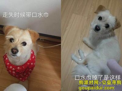 【武汉找狗】，武汉市硚口区丰美路酬谢一千元寻找小土狗，它是一只非常可爱的宠物狗狗，希望它早日回家，不要变成流浪狗。