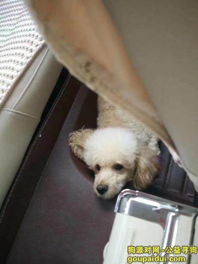 【上海找狗】，寻找白色贵宾  上海山海关路被抓走，它是一只非常可爱的宠物狗狗，希望它早日回家，不要变成流浪狗。
