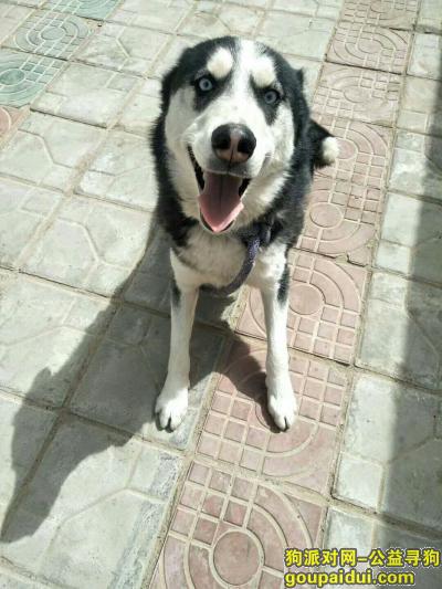 宁夏，青铜峡市峡口镇，郝渠村，它是一只非常可爱的宠物狗狗，希望它早日回家，不要变成流浪狗。