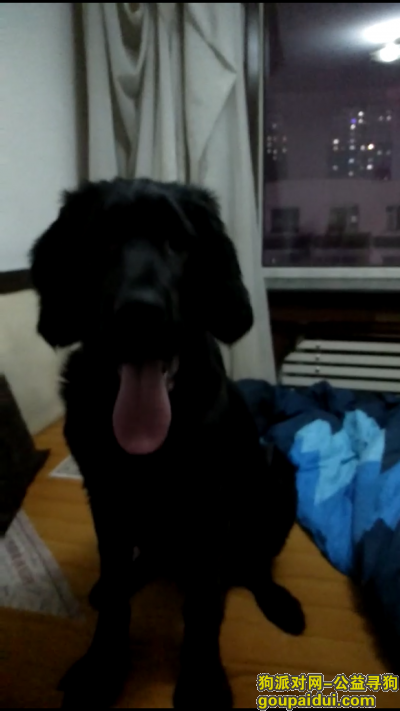 长春寻狗网，寻找失踪的黑色金毛可乐，它是一只非常可爱的宠物狗狗，希望它早日回家，不要变成流浪狗。