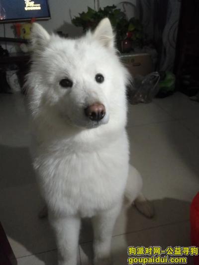 陕西省西安市长安区韦曲，它是一只非常可爱的宠物狗狗，希望它早日回家，不要变成流浪狗。