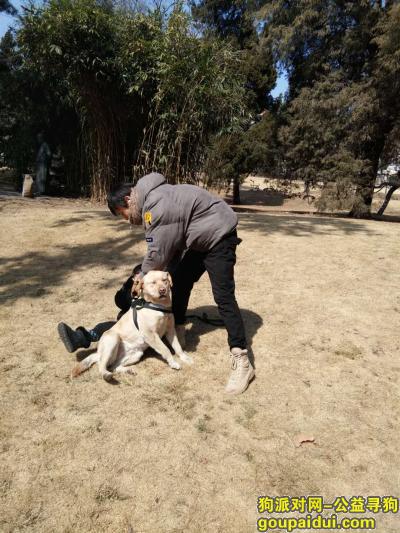 市南区小鱼山公园附近丢失 拉布拉多 母，它是一只非常可爱的宠物狗狗，希望它早日回家，不要变成流浪狗。