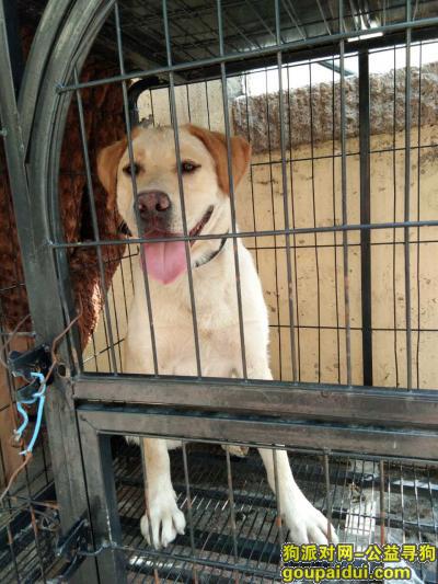 市南区 小鱼山公园附近 拉布拉多母，它是一只非常可爱的宠物狗狗，希望它早日回家，不要变成流浪狗。