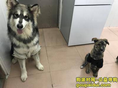 【广州找狗】，广州白云区江夏村寻狗，它是一只非常可爱的宠物狗狗，希望它早日回家，不要变成流浪狗。