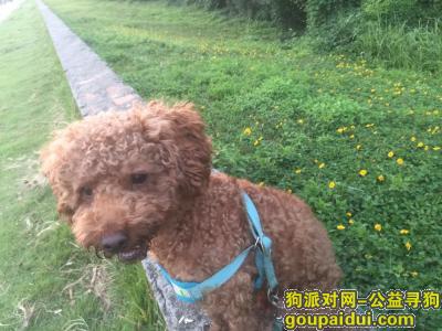 重金寻公泰迪，东莞市寮步镇西溪村，它是一只非常可爱的宠物狗狗，希望它早日回家，不要变成流浪狗。