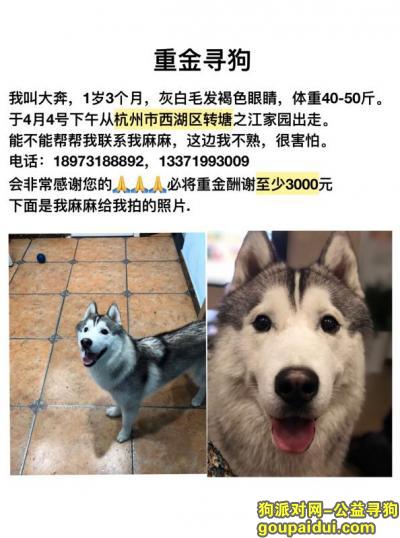 【杭州找狗】，杭州西湖区转塘有偿寻狗，寻一条名叫大奔的哈士奇，它是一只非常可爱的宠物狗狗，希望它早日回家，不要变成流浪狗。