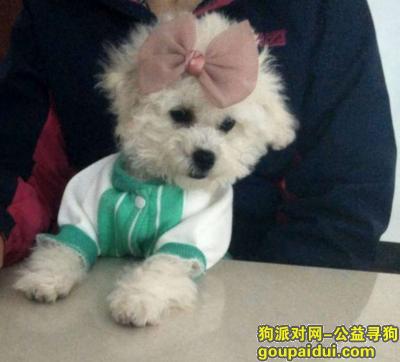 【广州找狗】，4月7号在白云区太和镇沙井西路丢失5个月大比熊母狗一只，它是一只非常可爱的宠物狗狗，希望它早日回家，不要变成流浪狗。