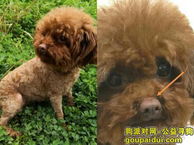 武汉市江夏区俪湖天地小区寻找泰迪，它是一只非常可爱的宠物狗狗，希望它早日回家，不要变成流浪狗。