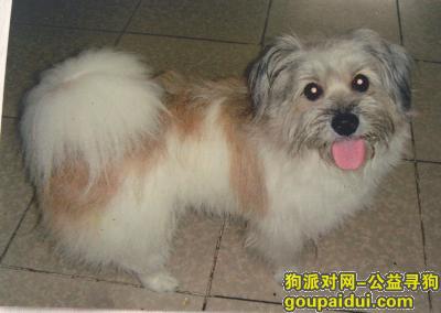 ##广州寻狗## 荔湾区走失，它是一只非常可爱的宠物狗狗，希望它早日回家，不要变成流浪狗。