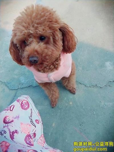 江西南昌铁路九村附近寻泰迪，它是一只非常可爱的宠物狗狗，希望它早日回家，不要变成流浪狗。