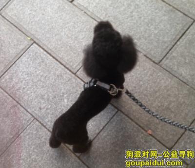 【重庆找狗】，重庆沙坪坝磁器口寻黑色贵宾（泰迪），它是一只非常可爱的宠物狗狗，希望它早日回家，不要变成流浪狗。
