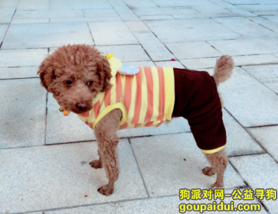 【广州找狗】，4.10 广州天河穗园小区B座丢失棕色泰迪，它是一只非常可爱的宠物狗狗，希望它早日回家，不要变成流浪狗。