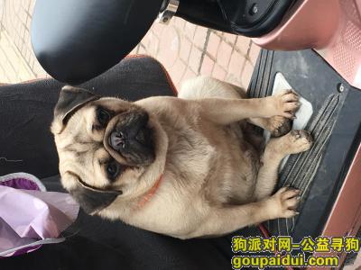 【淮安找狗】，重金寻狗 八哥胖胖的 腿有点瘸，它是一只非常可爱的宠物狗狗，希望它早日回家，不要变成流浪狗。