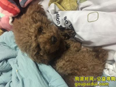 在杭州临平第五人民医院后面的小区里丢的，它是一只非常可爱的宠物狗狗，希望它早日回家，不要变成流浪狗。