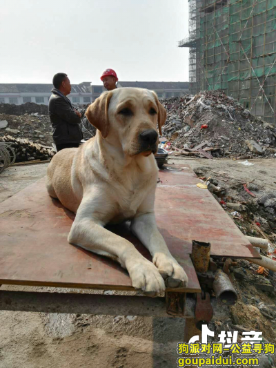 【邵阳找狗】，寻找走失的拉布拉多成年公犬，它是一只非常可爱的宠物狗狗，希望它早日回家，不要变成流浪狗。