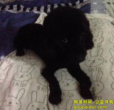 【重庆找狗】，重庆市沙坪坝区瓷器口寻黑色贵宾（泰迪），它是一只非常可爱的宠物狗狗，希望它早日回家，不要变成流浪狗。