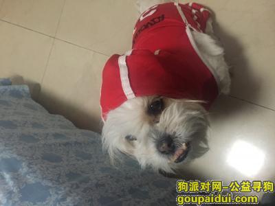 【西安找狗】，找寻穿红衣服的西施狗，它是一只非常可爱的宠物狗狗，希望它早日回家，不要变成流浪狗。