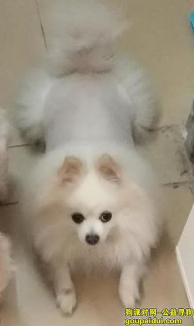 家有一爱犬于2018年4月5日晚上7点 在华强北海馨苑不慎走失，它是一只非常可爱的宠物狗狗，希望它早日回家，不要变成流浪狗。