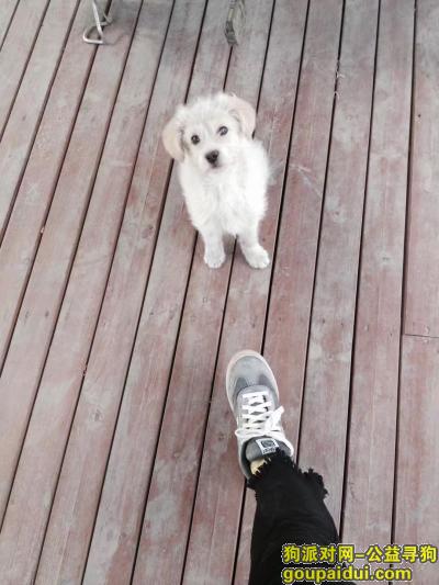 银川找狗，寻狗贴看到的请联系我两个月金毛，它是一只非常可爱的宠物狗狗，希望它早日回家，不要变成流浪狗。